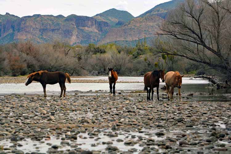 mustangs